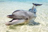 Un dauphin, le grand dauphin, sur la plage.