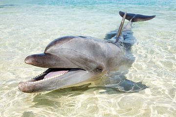 Een dolfijn, tuimelaardolfijn, op het strand. van Norbert Probst