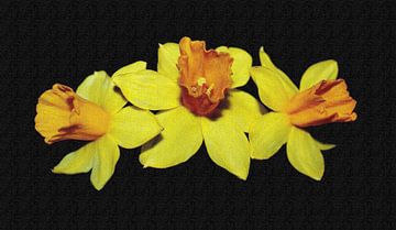 Daffodil by Jose Lok