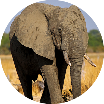 Elephant - Africa wildlife van W. Woyke