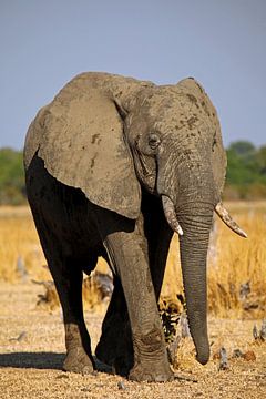 Elephant - Africa wildlife sur W. Woyke