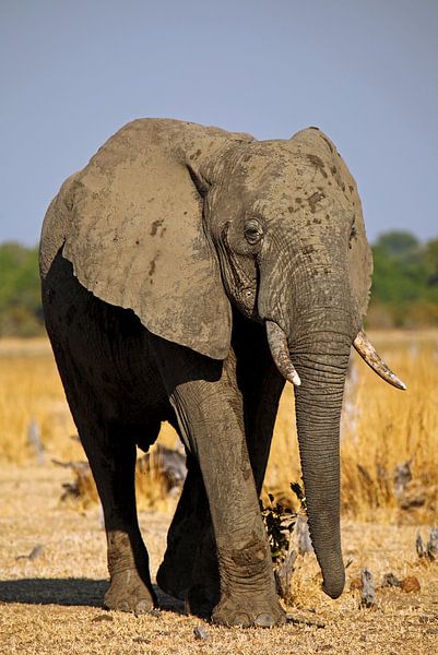 Elefant - Afrika wildlife von W. Woyke