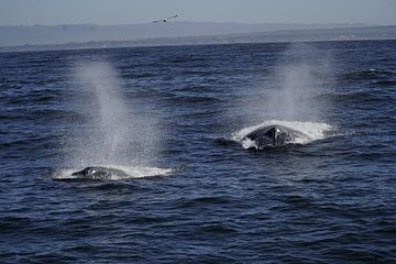 Wale von Michael Köhler