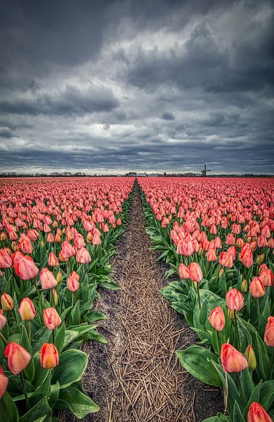 straw among pink tulips with windmill and clouds by peterheinspictures
