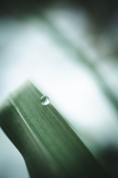 Drop on the grass I by Jan