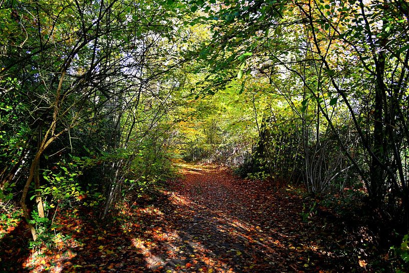 Wald mit schönem Sonnenschein. von Jose Lok