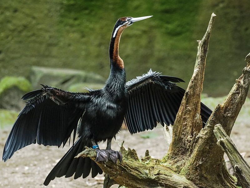 Afrikanischer Schlangenhalsvogel : Königlicher Bürgerzoo von Loek Lobel