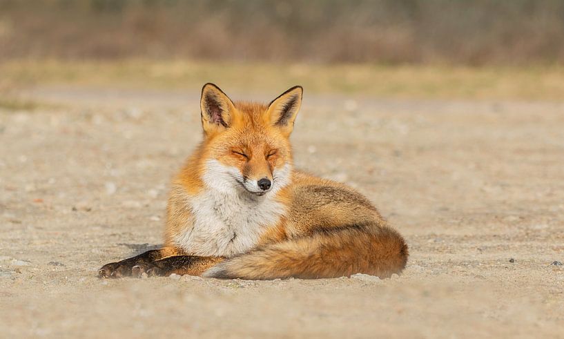 relax van Anna Stelloo