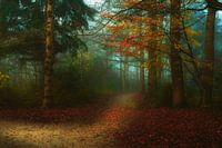 Verträumter Wald