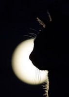 black cat moon