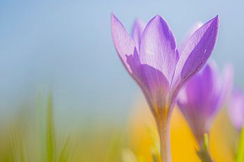 Krokus lila mit gelb