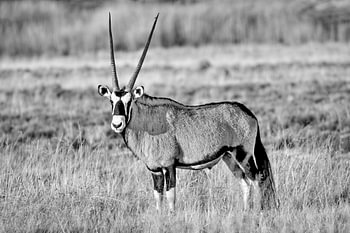 Gemsbok / Oryx in Afrika