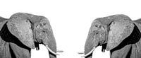 Elephants by Hennie Zeij thumbnail