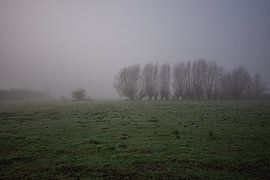 trees in the mist by Bart Liesenborgs