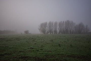 arbres dans la brume