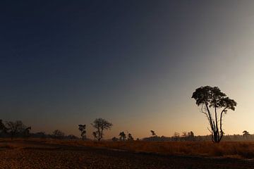 Frieden und Raum in den Dünen von Loonse und Drunense von Diana van Geel