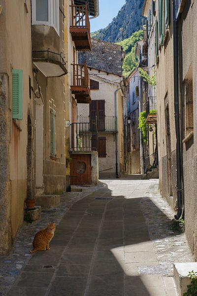Der Kater hält Wache von Joke Beers-Blom