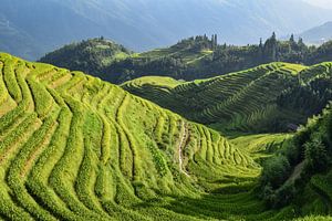 Longji, Chine - II