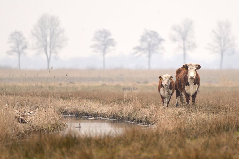 Kuh und Kalb von Petra De Jonge