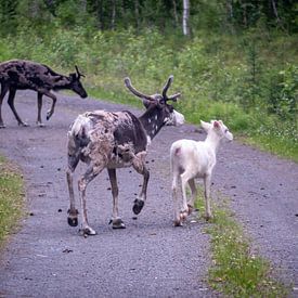 reindeer family by Bart Berendsen