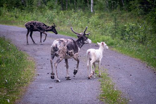 reindeer family by Bart Berendsen