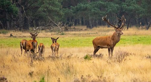 Veluwe