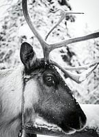 Rendier in Finland, Lapland met ogen die spreken