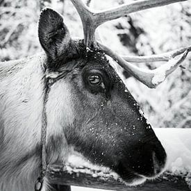 Reindeer in Finland, Lapland with eyes that speak by Benjamien t'Kindt