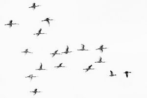 Spoonbills in black and white