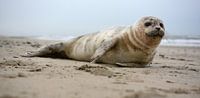 Seal on the beach of Texel par Ronald Timmer Aperçu