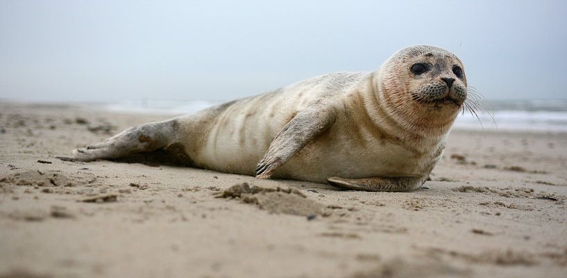 Seal on the beach of Texel par Ronald Timmer