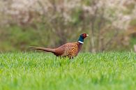 Fazantenhaan in een weide in de lente van Mario Plechaty Photography thumbnail