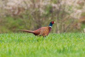 Fazantenhaan in een weide in de lente
