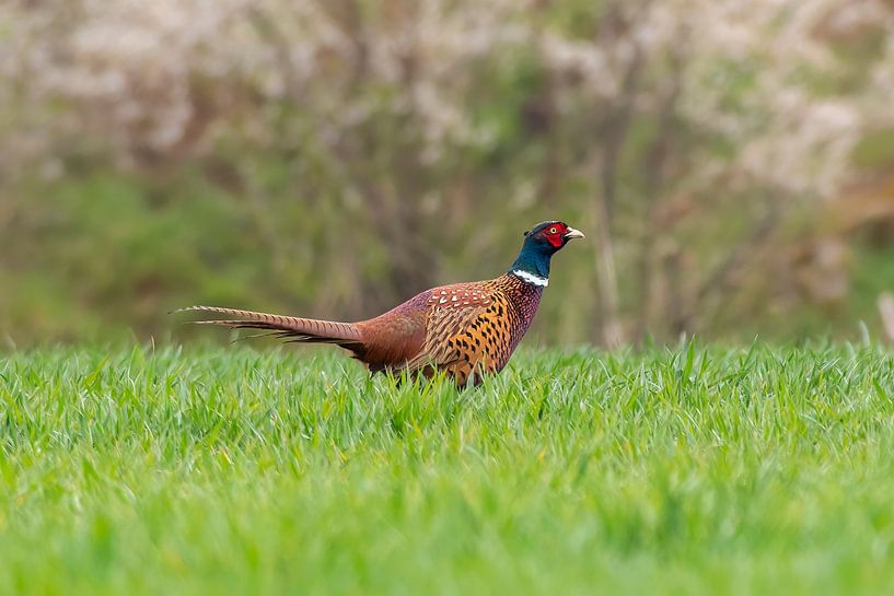 Fazantenhaan in een weide in de lente van Mario Plechaty Photography