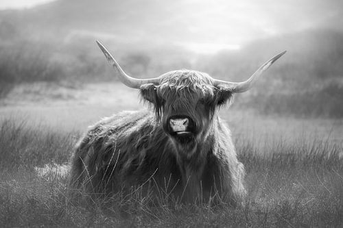 Schottischer Hochlandbewohner