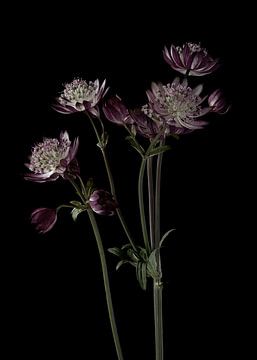 Boutons violets de Zeeland sur fond noir sur Carine Belzon