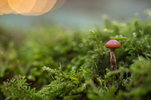 A small mushroom in the forest
