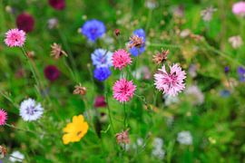 Prairie fleurie sur Thomas Jäger
