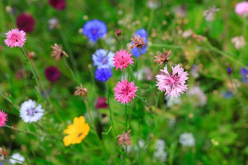 Flower meadow