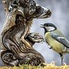 Vogel - Kohlmeise am Baumwurzel von Jürgen Schmittdiel Photography