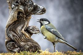 Vogel - Koolmees bij boomwortel van Jürgen Schmittdiel Photography