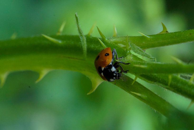 Ladybug by Lili's Photography