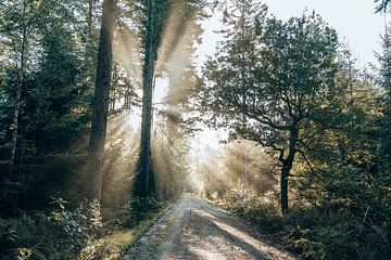 Sunbeams on a Forest Path - Gieten-Borger Forestry, Drenthe by Wandeldingen
