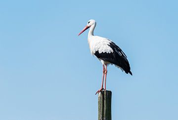 stork standing on wooden pole  