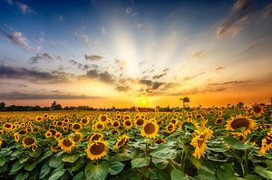 Großes Sonnenblumenfeld im Sonnenuntergang