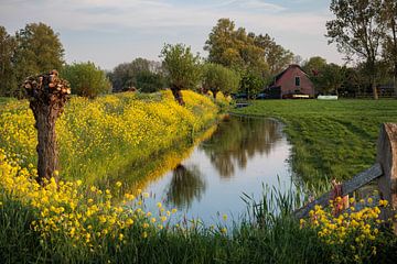 Landelijk wonen naast een weiland en sloot omringd met felgeel koolzaad van Bram Lubbers