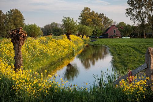 Landelijk wonen naast een weiland en sloot omringd met felgeel koolzaad