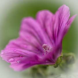 Bloem van Ron Kleinjans