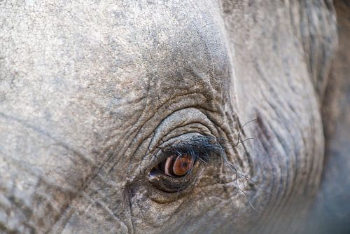 Auge auf einen Elefanten