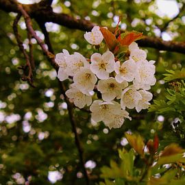 Bloesem by Tamara Photography